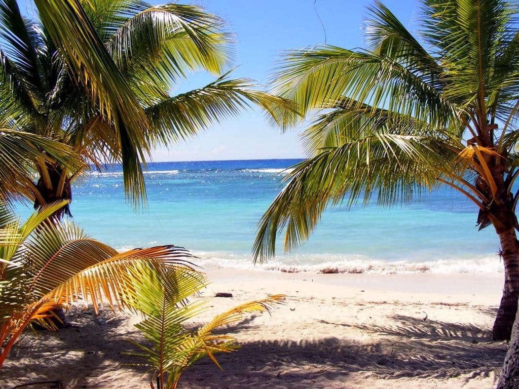 beach, nature, palm tree