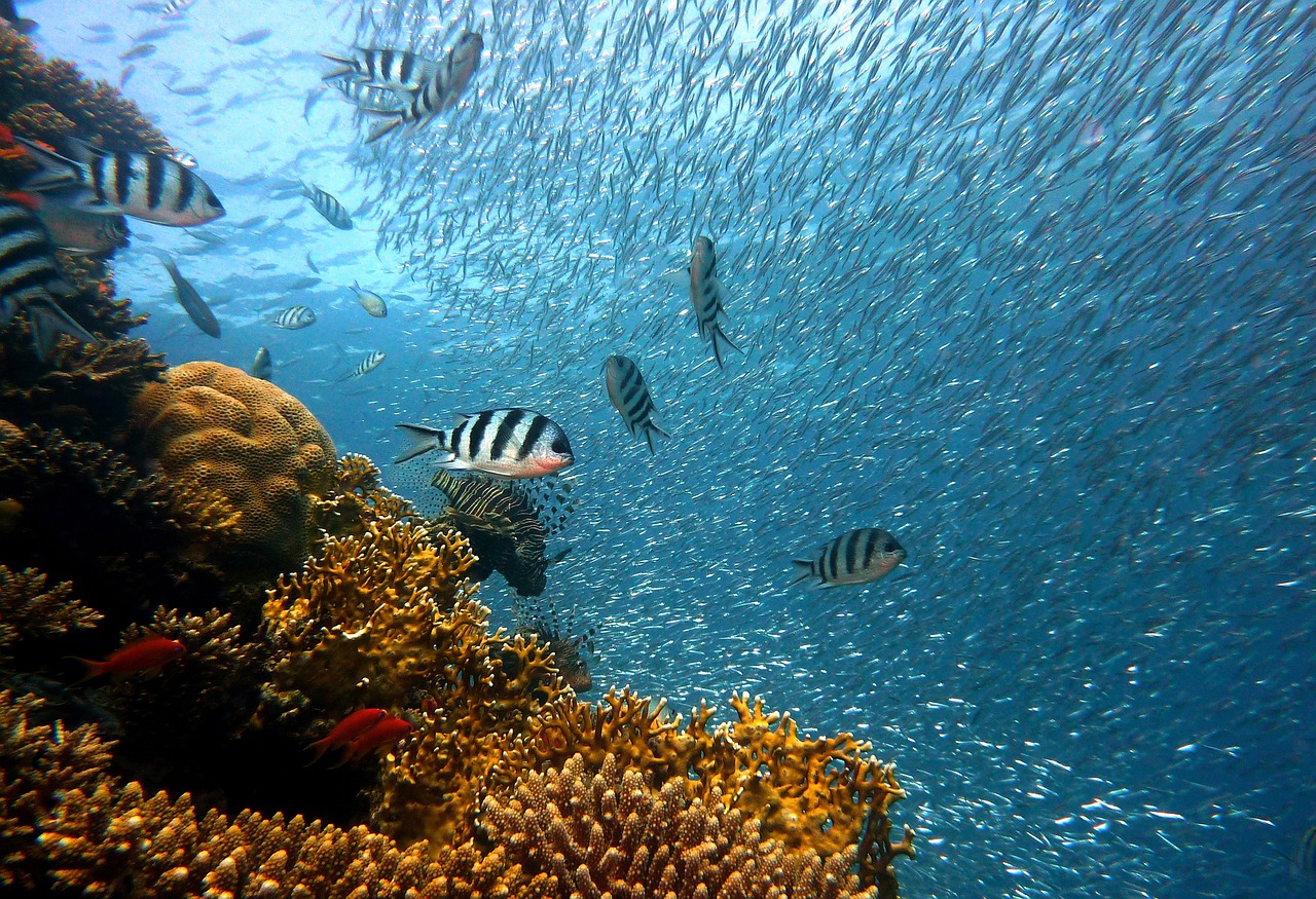 Discover the Underwater Wonders: Snorkeling Excursions in Fajardo, Puerto Rico