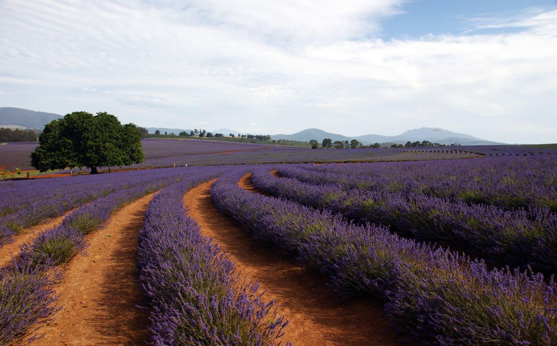 The Perfect Time for Lavender Blooms in Tasmania