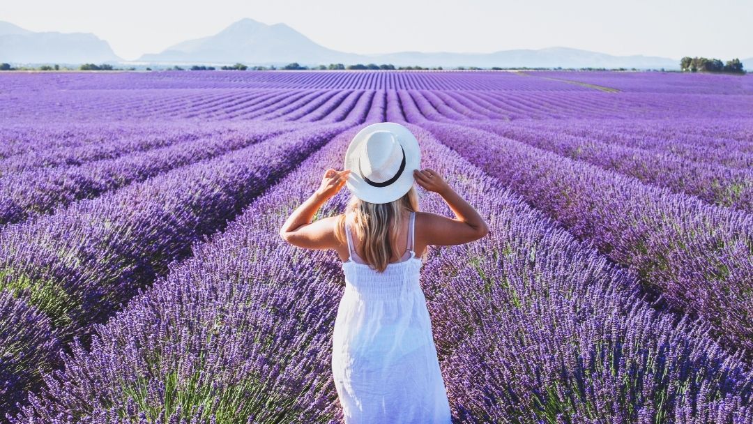 The Perfect Time for Lavender Blooms in Tasmania