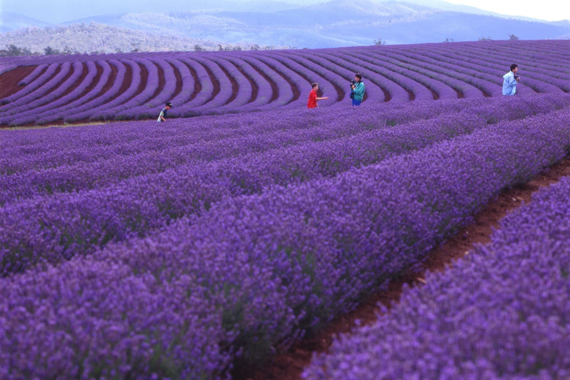 The Perfect Time for Lavender Blooms in Tasmania