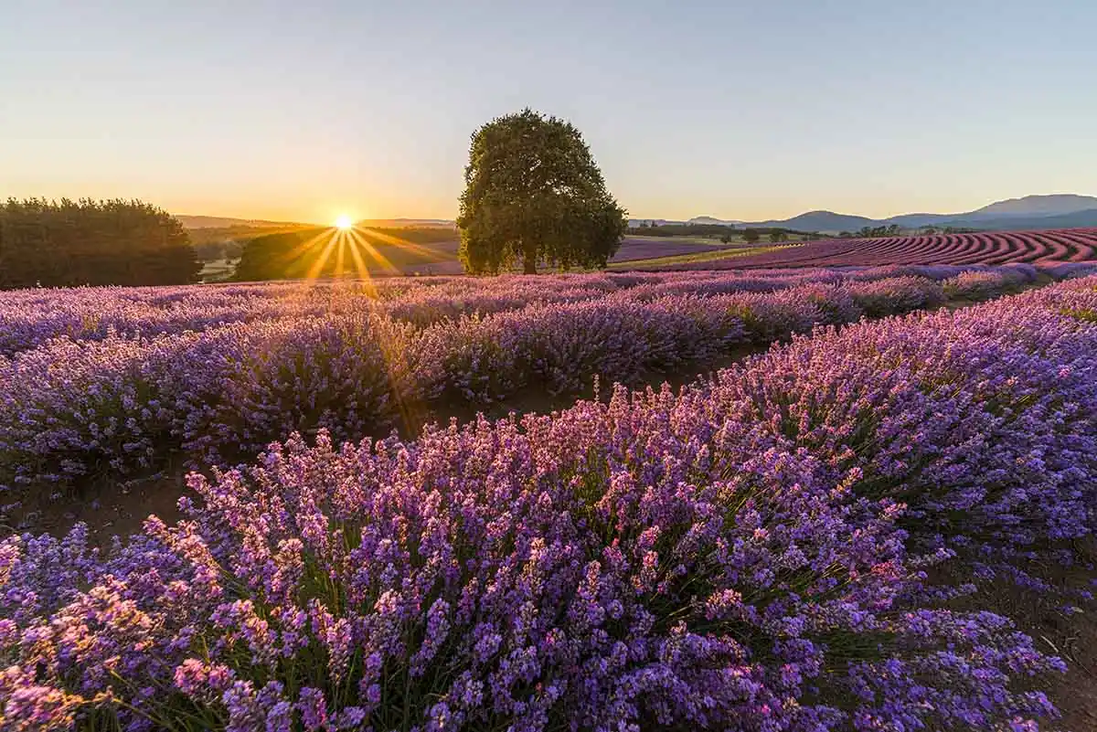 The Perfect Time for Lavender Blooms in Tasmania