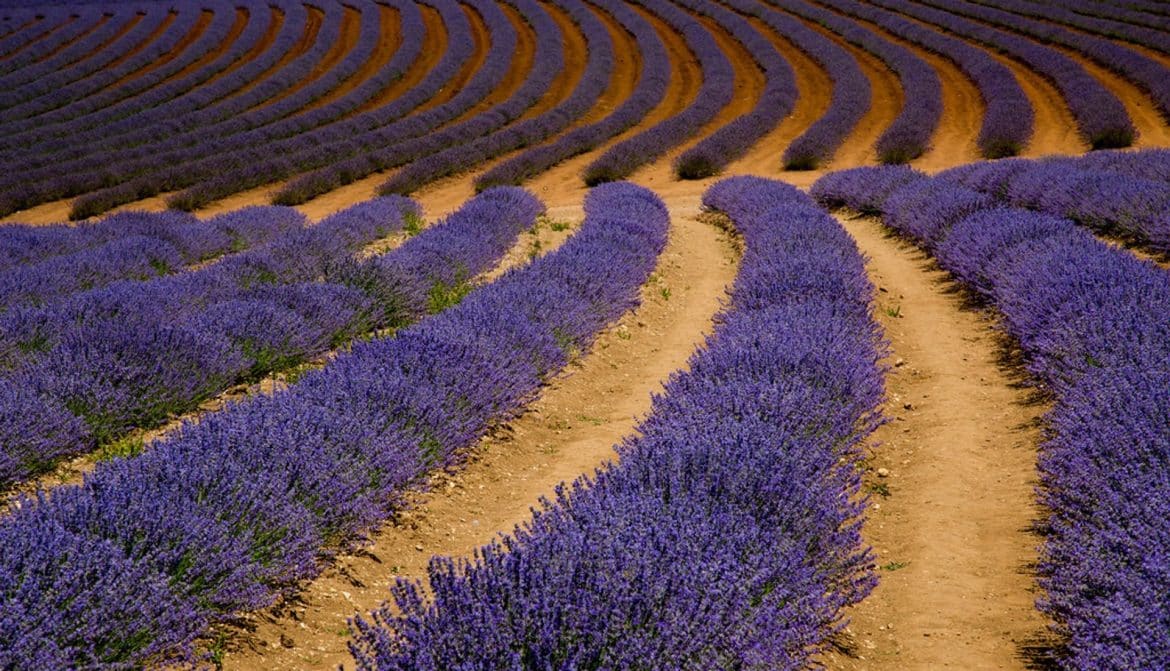 the-perfect-time-for-lavender-blooms-in-tasmania